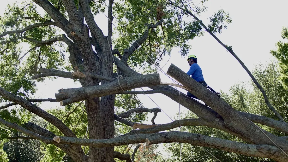 Professional Hazardous Tree Removal performed by certified arborists in Salisbury Center