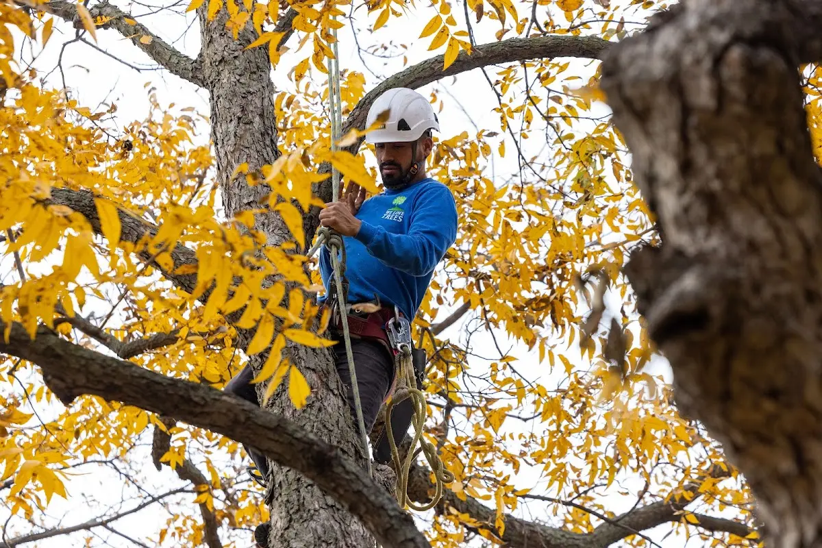 Skilled Tree Pruning crew working in Salisbury Center
