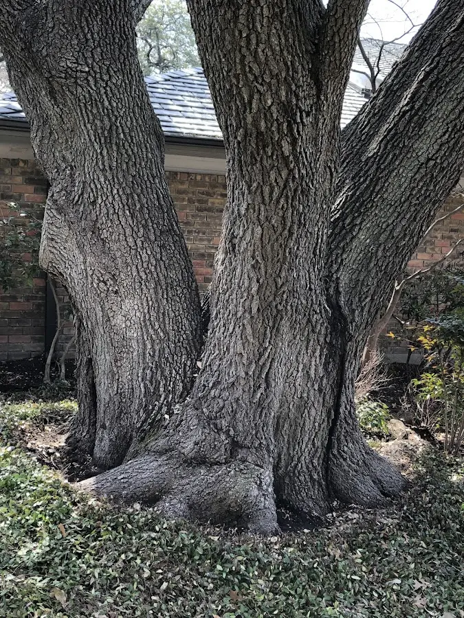 Mature heritage tree close to a Salisbury Center property cared for by certified arborists