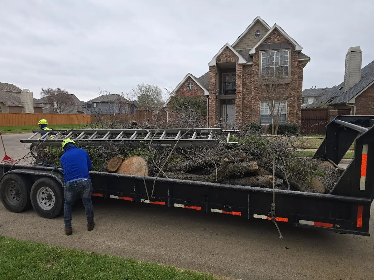 Expert Tree Pest Control with proper safety equipment in Salisbury Center